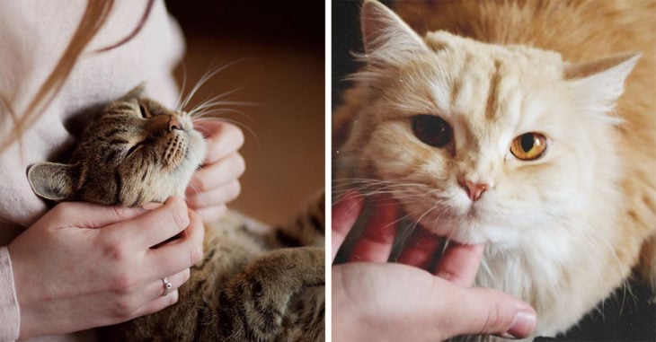 Veterinaria busca personas para trabajo de tiempo completo acariciando gatos