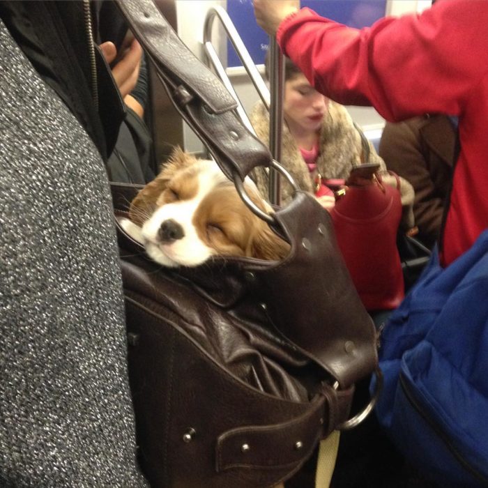 perro dormido en bolsa