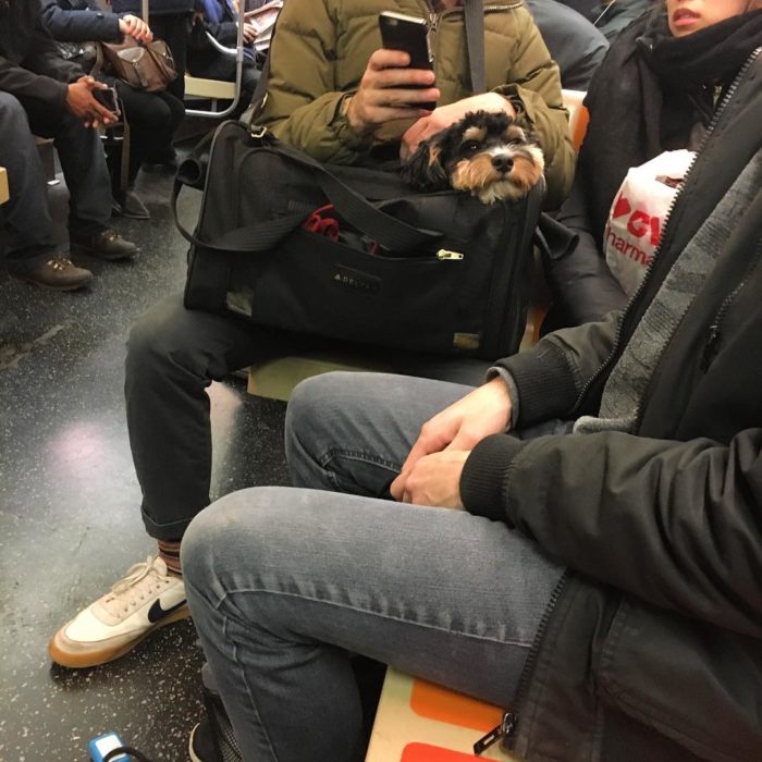 perros en bolsa