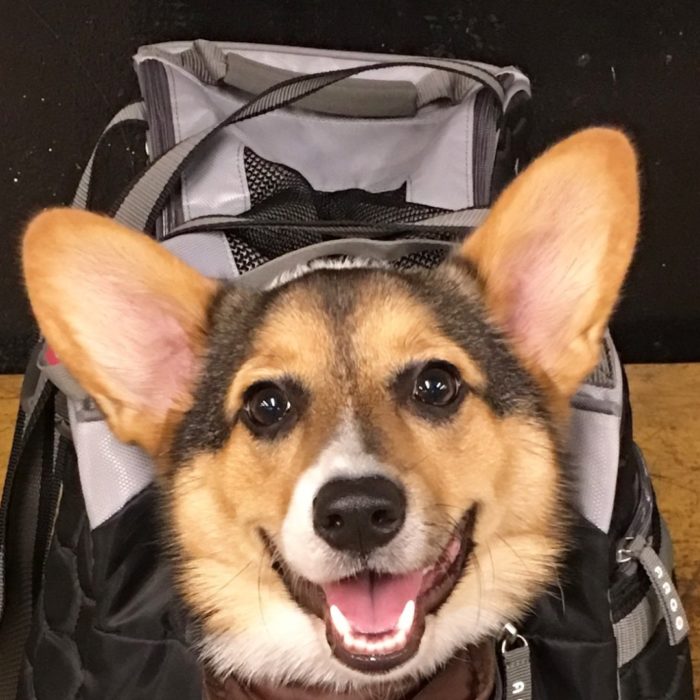 corgi feliz bolsa