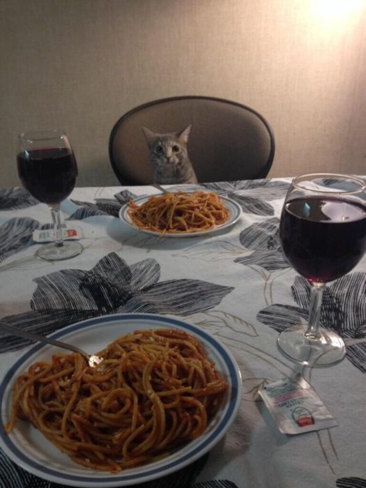 cena con gato