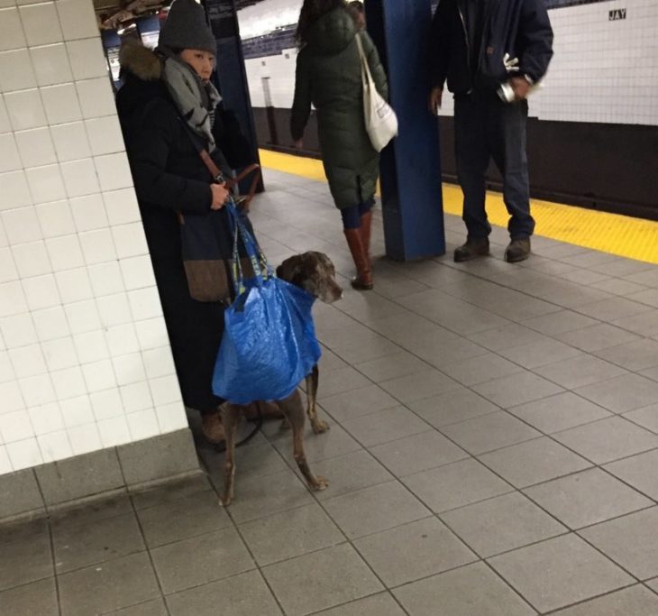 perro en bolsa