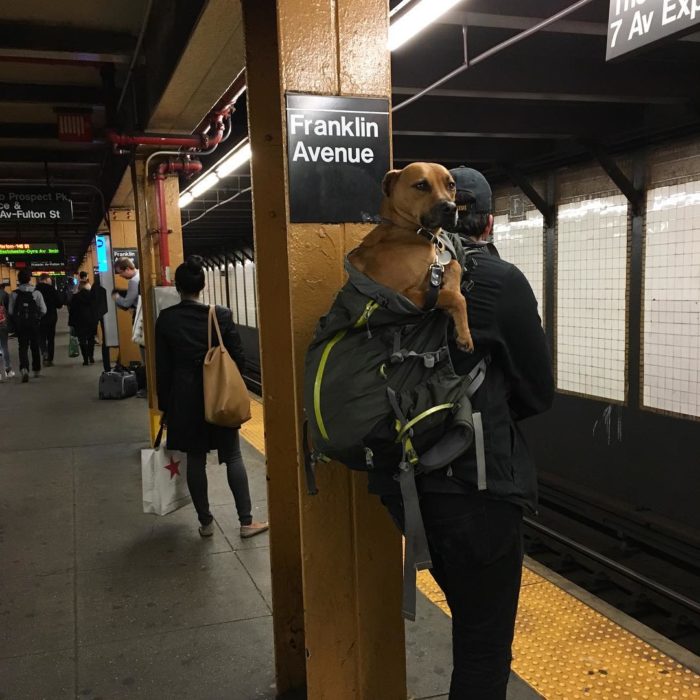 perro en mochila