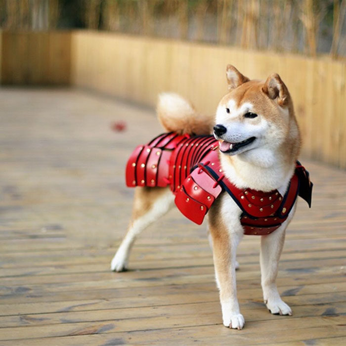 Perro usando una armadura samurai 