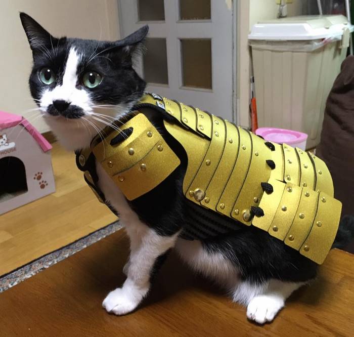 gato usando una armadura samurai 
