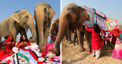 En este pueblo de la India tejen suéteres para proteger a los elefantes del frío