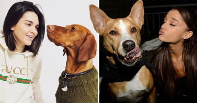 Las mujeres comprenden mejor a los perros; interpretan la emoción de cada ladrido: Estudio