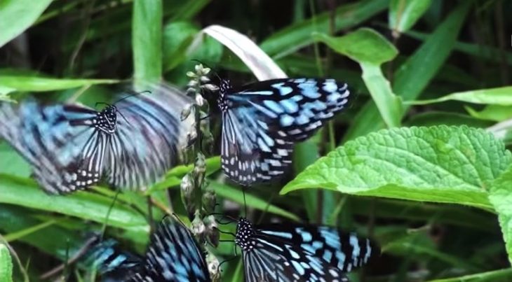 Mariposas 