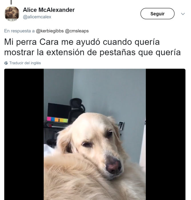 Cabello perfecto de un perrito 