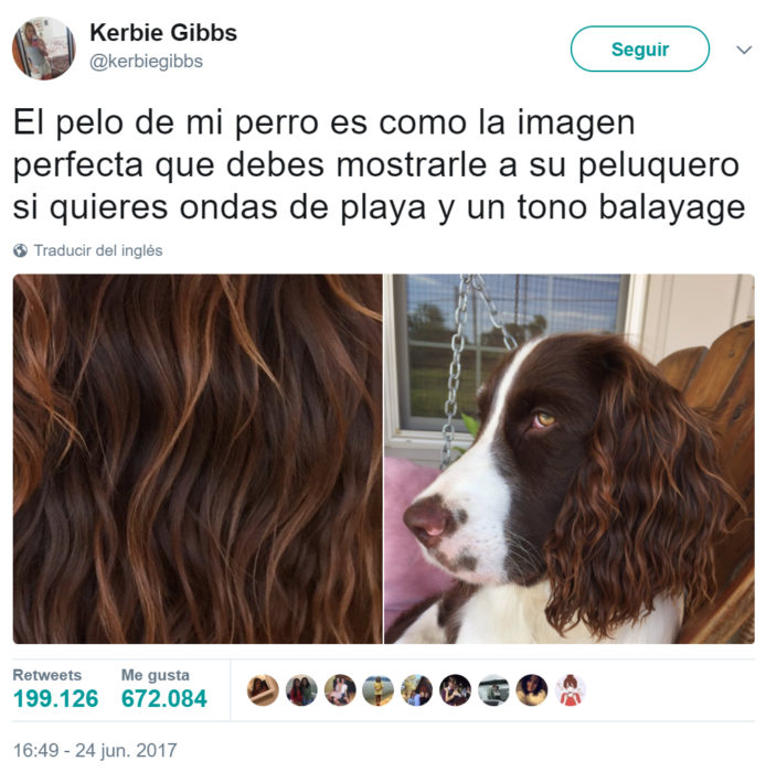 Cabello perfecto de un perrito 