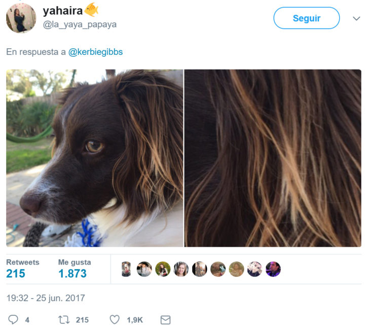 Cabello perfecto de un perrito 