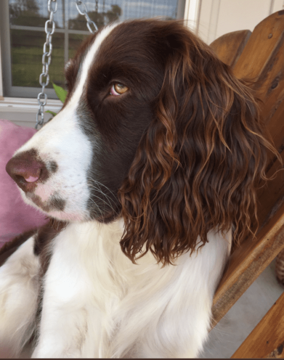 Cabello perfecto de un perrito 