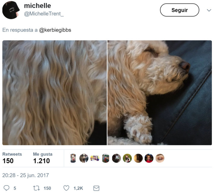 Cabello perfecto de un perrito 