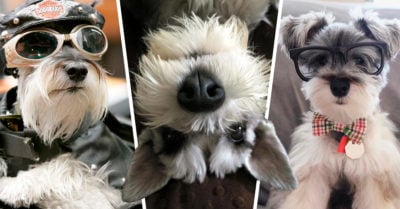 20 Razones por las que los Schnauzer son los peores perros de compañía para los humanos