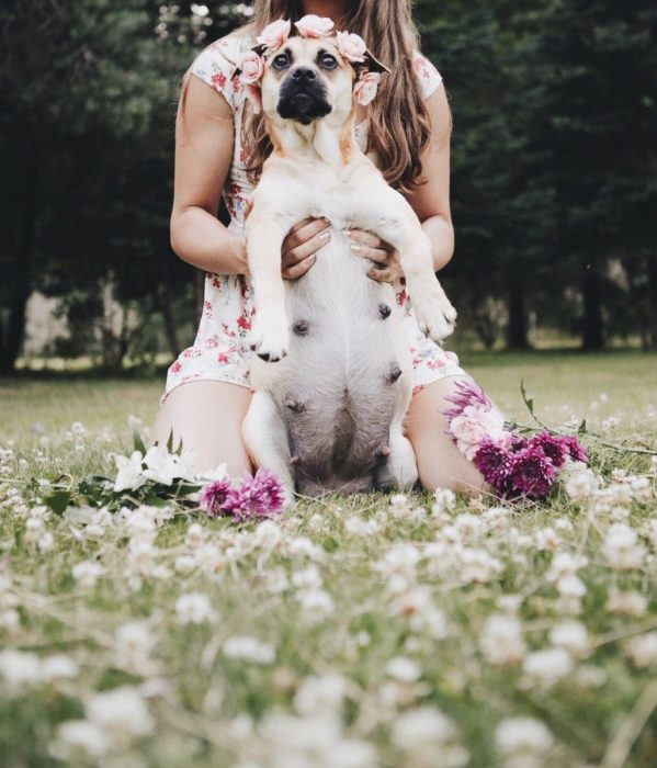 Perrita embarazada en una sesión de fotos 