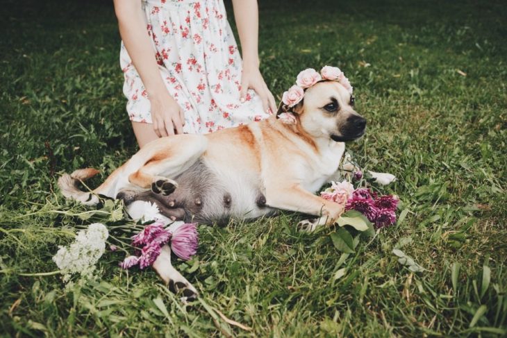 Perrita embarazada en una sesión de fotos 