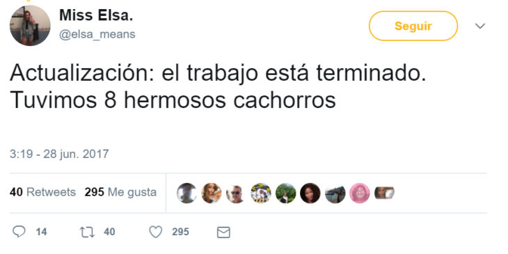 Comentarios en twitter sobre una perrita que tuvo una sesión de maternidad