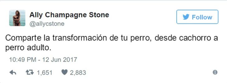 cambio perrito 1