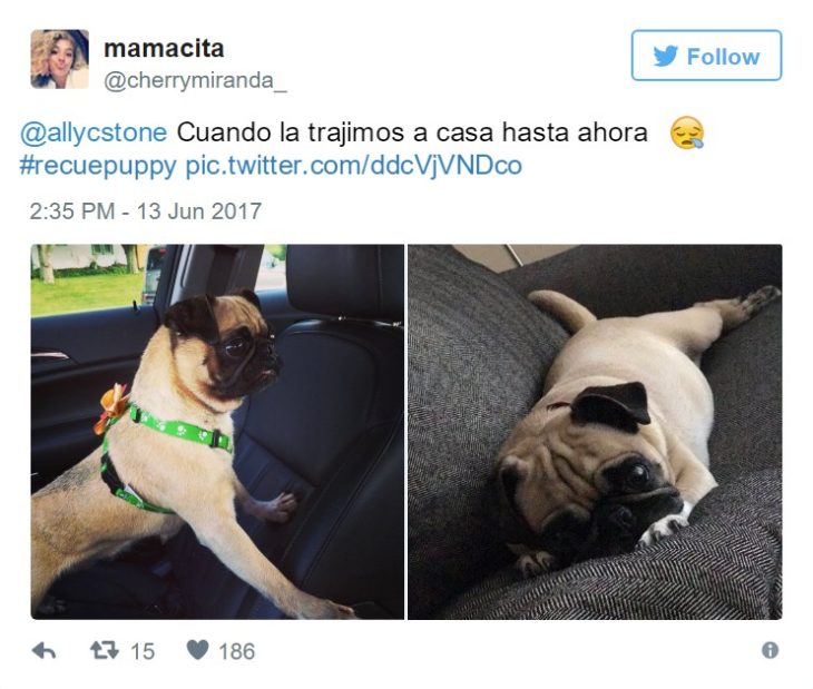 cambio perrito 10