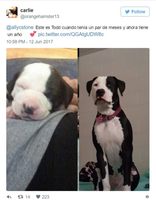cambio perrito 11