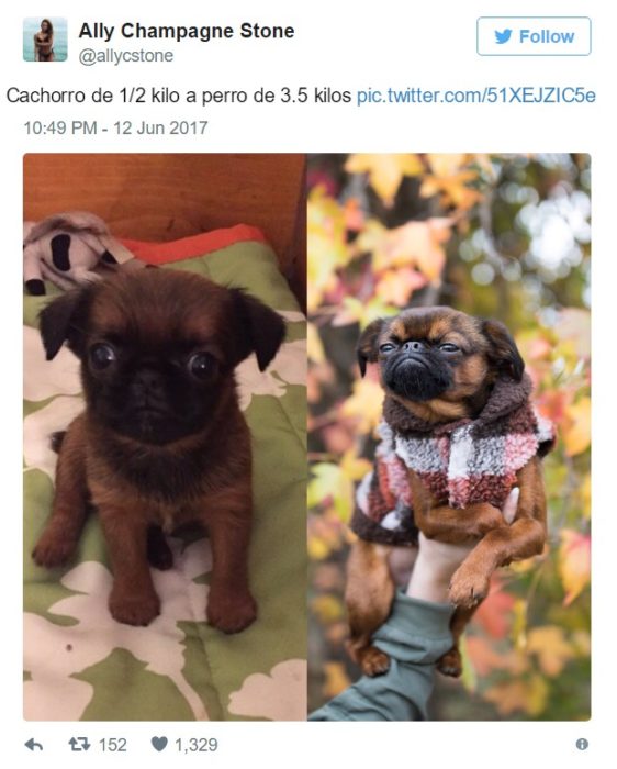 cambio perrito 2