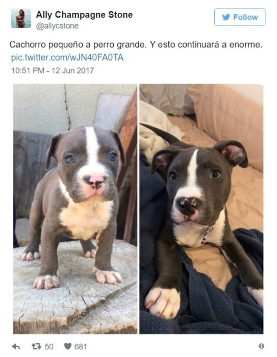 cambio perrito 4