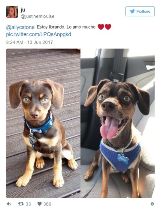 cambio perrito 6