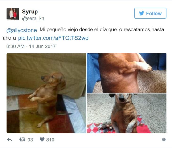 cambio perrito 7