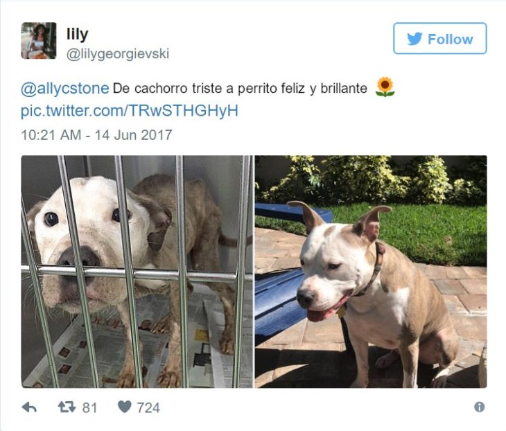 cambio perrito 8