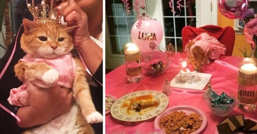 Familia festeja los 15 años de su gatita con una fiesta épica; Internet está conmovido