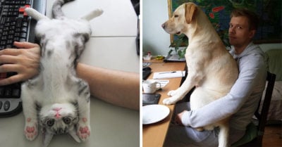 13 Graciosas imágenes que demuestran que los animales no conocen el concepto de espacio personal