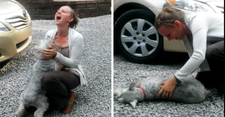 Tierna perrita pierde el conocimiento luego de volver a ver a su dueña