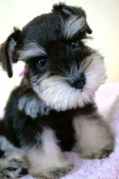 perritos schnauzer malos 1