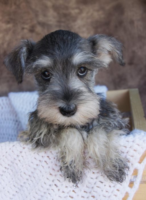 perritos schnauzer malos 10