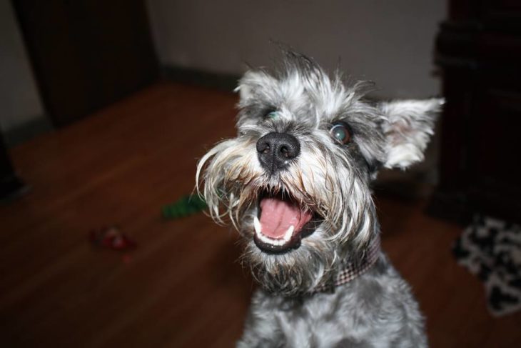 perritos schnauzer malos 11