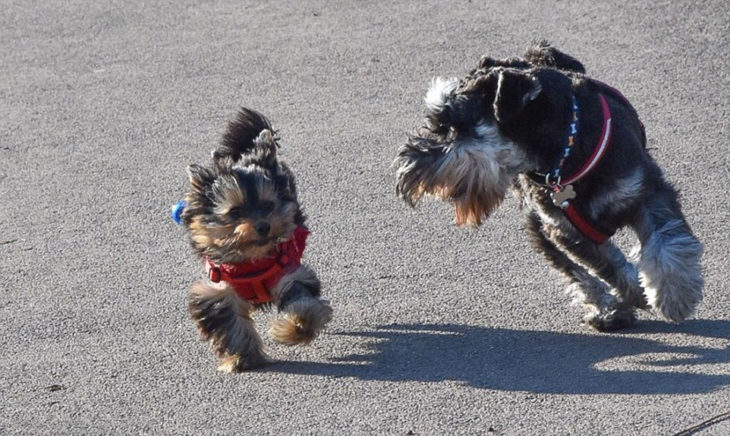 perritos schnauzer malos 17