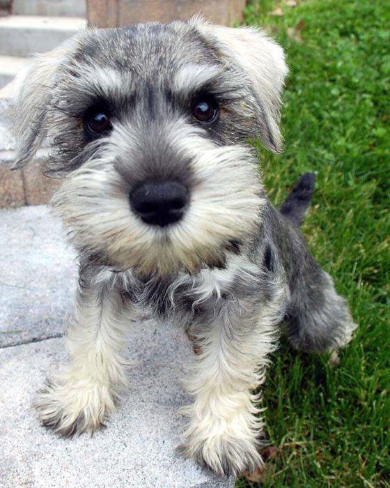 perritos schnauzer malos 18