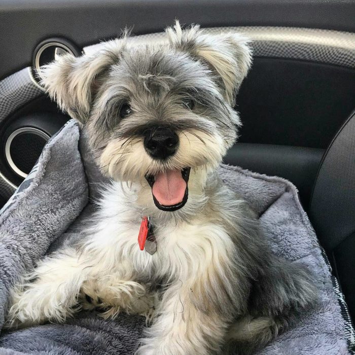 perritos schnauzer malos 2