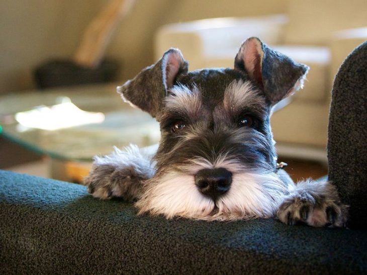 perritos schnauzer malos 21