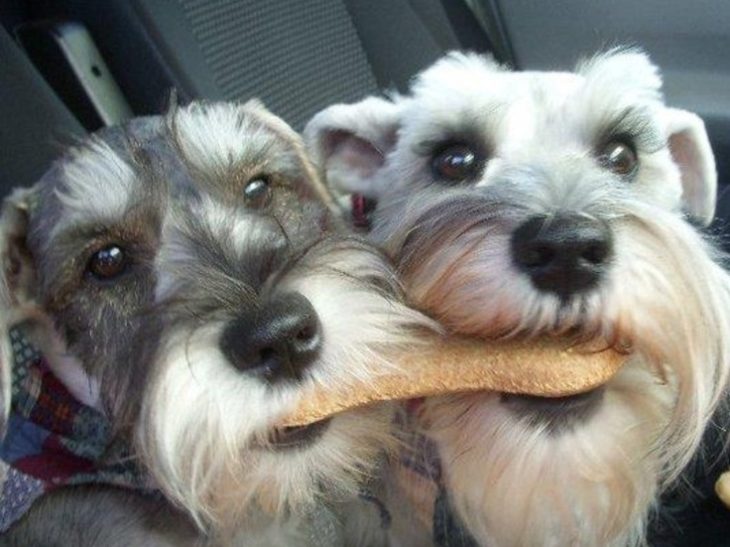 perritos schnauzer malos 3