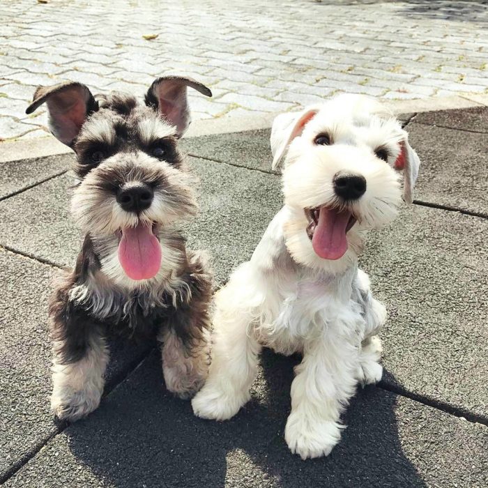 perritos schnauzer malos 5