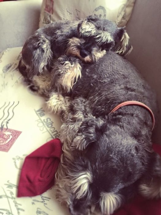 perritos schnauzer malos 9