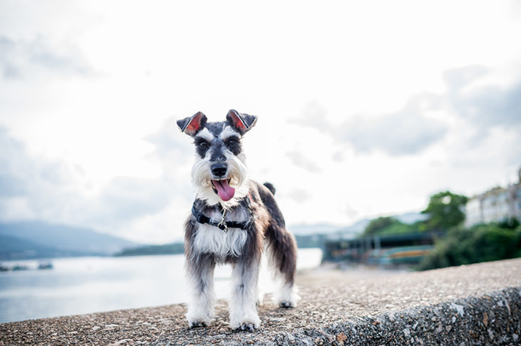 perritos schnauzer malos 19