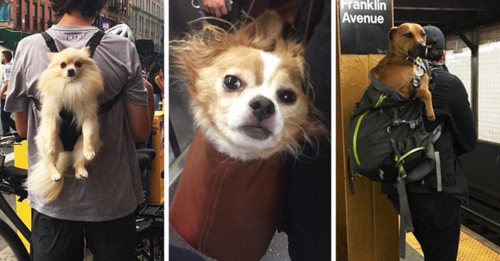 20 Fotos que prueban que los perros están hechos para ser cargados