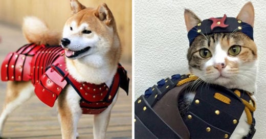 Esta compañía ha creado pequeños trajes samuráis para tus mascotas