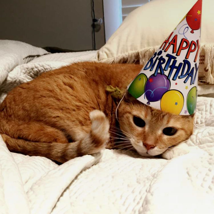 Gato cumpleaños 