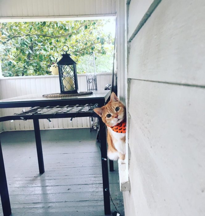 Gato en la ventana 