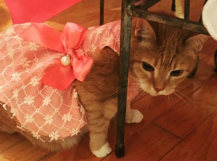 Gato con vestido 