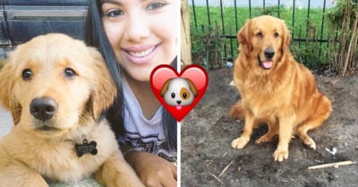 12 Adorables imágenes que muestran la transformación de cachorros a perros adultos