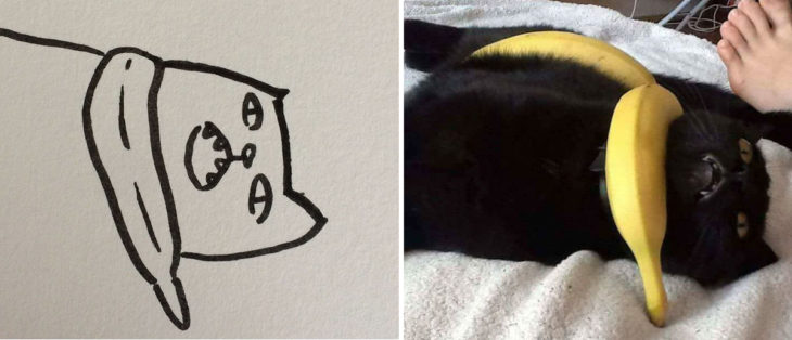 dibujo gato